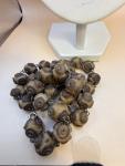 Vintage Carved Beaded Necklace with Sterling Clasp