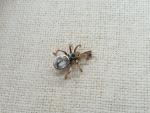 Victorian 9ct Gold Spider Pendant with Aquamarine