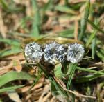 Stunning Antique 1.50ct Diamond Trilogy Ring