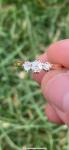 18ct Gold Antique Diamond Trilogy Ring