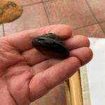 Victorian Whitby Jet Mourning Photo Locket