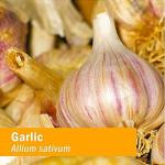 Organic Garlic Extract for Cardiovascular Health - 1oz