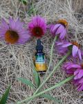 Certified Organic Echinacea Liquid Extract - 1oz