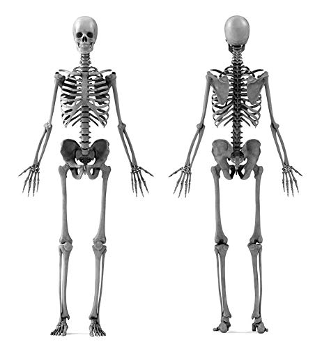 EMT (Emergency Medical Technician) Crash Course with Online Practice Test, 2nd Edition: Get a Passing Score in Less Time (EMT Test Preparation) from Research & Education Association