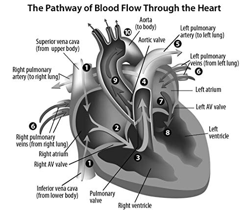 EMT (Emergency Medical Technician) Crash Course with Online Practice Test, 2nd Edition: Get a Passing Score in Less Time (EMT Test Preparation) from Research & Education Association