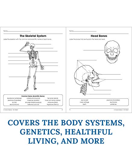 Carson Dellosa The 100+ Series: Human Body WorkbookâGrades 5-8 Science Book, Human Anatomy, Bones, Muscles, Organs, the Nervous System, Health and Nutrition (128 pgs) by Carson Dellosa Education