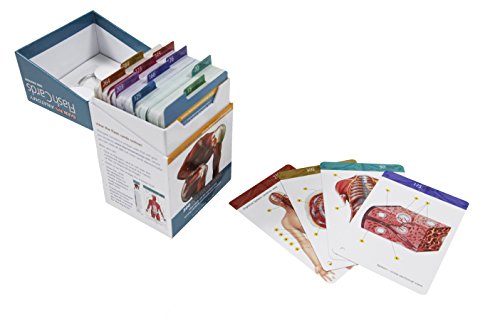 Anatomy Flash Cards (Barron's Test Prep) by Barrons Educational Services