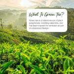 Zipvit Green Tea Extract 7000mg Antioxidant, 95% Polyphenols. 90 Vegan Green Tea Tablets. 3 Months Supply.