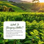 Zipvit Stinging Nettle 600mg, 200mg Per Tablet, 90 High Strength Vegetarian Tablets, Potent Antioxidant