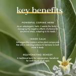 Fushi Ashwagandha Organic Herbal Supplement 340 mg, 60 Caps | Fresh-Ground Wholefood | Adaptogen, Immune, and Energy | Ethical & Vegan | Ayurveda Formula Known as WithaniaSomnifera