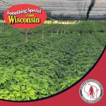 All Natural Pure American Ginseng Whole Root 西洋参 (Non-GMO, Gluten Free Herb) (4 oz) (4 oz)