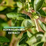 Ashwagandha Extract 5000mg - 5% Withanolides (12.5mg) - 120 Vegan Capsules - Made with BioPerine® Black Pepper for Higher Bioavailability (4 Month Supply) by Alpha01