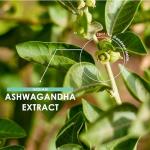 Ashwagandha Extract 10,000mg - 5% Withanolides (25mg) - 120 Vegan Capsules - Made with BioPerine® Black Pepper for Higher Bioavailability (4 Month Supply) by Alpha01