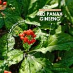 Organic Panax Ginseng 15,000mg – High Strength True Ginseng 30:1 Extract – 90 Vegan Capsules – Resealable and Recyclable Pouch by Alpha01