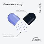 Vitaler's Green Tea 500 mg – 60 Capsules, 2 Months Supply, Vegan, No Preservatives, Pure Composition