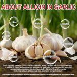 2 Years Aged Garlic Extract Capsules – 300 Count 7500mg Garlic Supplement for Heart & Immune Support – Gluten-Free, Non-GMO