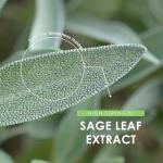 Sage Capsules for Menopause Relief – 4000mg