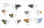 Nature Anatomy Activity Book: Puzzles and Fun