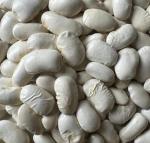 Heirloom Greek Gigante Bean Seeds for Planting