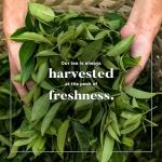 Uncle Lee's Organic Black Tea - 100 Bags