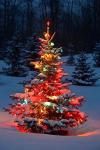 25 Pack Multi-Color C7 Bulbs for Christmas Lights