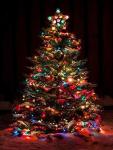 25 Pack Multi-Color C7 Bulbs for Christmas Lights