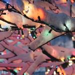 Mini Multi-Color Christmas Lights Synchronized to Music