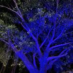Lunmore Firefly Star Projector Christmas Lights