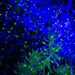 Lunmore Firefly Star Projector Christmas Lights
