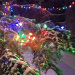 Multi-Color C7 Replacement Bulbs for Christmas Lights