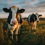 Australian Grass-Fed Lean Whey Protein Concentrate