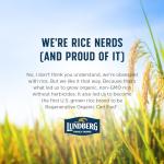 Organic Basmati Brown Rice - Fluffy and Aromatic