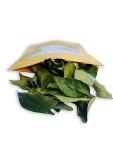 Dried Curry Leaves - Premium Flavor, 0.4 Oz