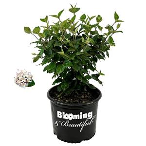 Fragrant Korean Spice Viburnum - 3 Gallon Pot