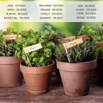 Culinary Herb Seeds Variety Pack for Gardeners
