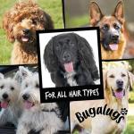 Bugalugs 2-in-1 Papaya & Coconut Dog Shampoo
