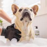 Wahl Oatmeal Pet Shampoo - 300ml Bottle