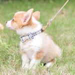 Plaid Dog Collar and Leash Set with Bow Tie