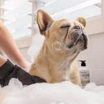 Wahl Oatmeal Pet Shampoo - 300ml Bottle