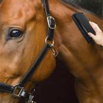 Deshedding Brush for Cats, Dogs, and Horses