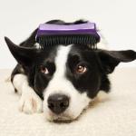 De-Shedding Dog Grooming Brush in Purple/Grey