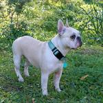 Ladoogo Reflective Padded Dog Collar and Leash