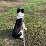 Waterproof Adjustable Dog Collar and Leash Set