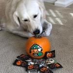 Chocolatey Sprinkle Pretzel Bites - Vegan Treats