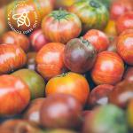 Heirloom Tomato Seed Kit, 10 Heirloom Seed Varieties Included in This Grow Your Own Tomato Kit, The Little Trees Bees and Seeds Company