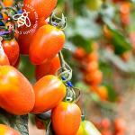 Heirloom Tomato Seed Kit, 10 Heirloom Seed Varieties Included in This Grow Your Own Tomato Kit, The Little Trees Bees and Seeds Company