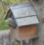 Bird House Nesting Bird Box - 25mm Hole - Blue tits