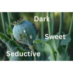 The Smelly Wax Company Blacked Opium Wax Melt Snapbar | Strong Scented Perfume Clamshell | Handmade in UK | Long Lasting Home Fragrance