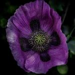 By Aurora UK, 12 Designer Perfume Inspired Soy Wax Melts Mixed Gift Box Set - Opium Noir, Extraterrestrial, Flower Explosion, Madame Millionaire