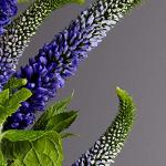 By Aurora UK, 12 Designer Perfume Inspired Soy Wax Melts Mixed Gift Box Set - Opium Noir, Extraterrestrial, Flower Explosion, Madame Millionaire